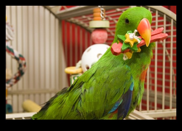 Parrot Playdates: Nurturing Social Interaction for Pet Birds