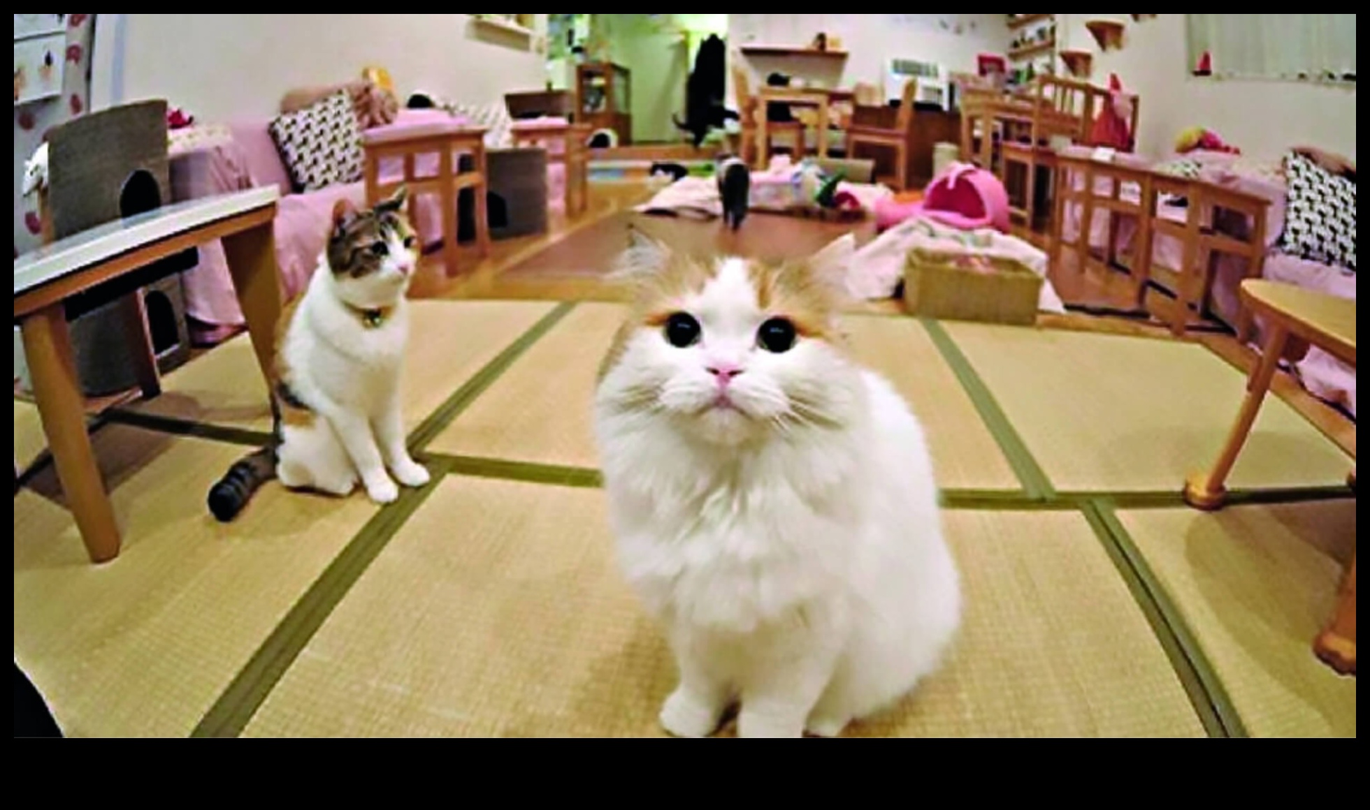 Cat Cafe Chronicles Εξερεύνηση της τάσης των φιλικών προς τις αιλουροειδείς καφετέριες 5 Cat Cafe Chronicles: Exploring the Trend of Feline-Friendly Cafe
