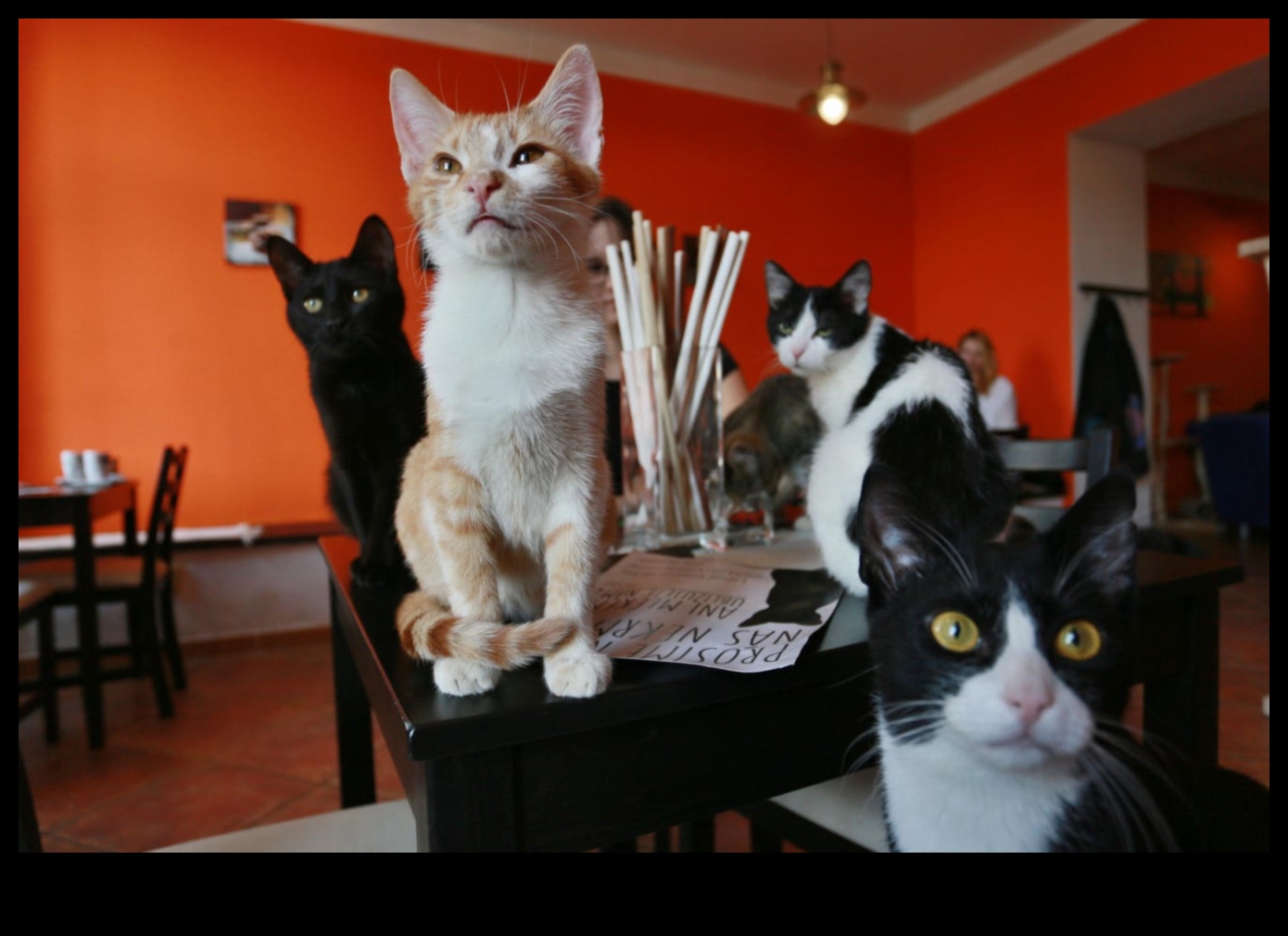 Cat Cafe Chronicles Εξερεύνηση της τάσης των φιλικών προς τις αιλουροειδείς καφετέριες 4 Cat Cafe Chronicles: Exploring the Trend of Feline-Friendly Cafe