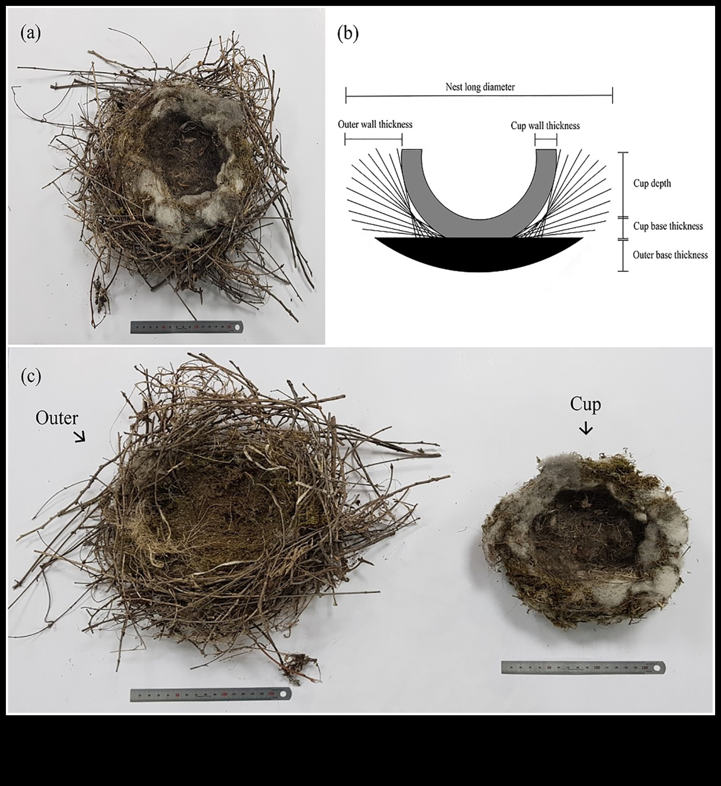 Nesting Know-How: Insights για την κατασκευή φωλιάς πουλιών