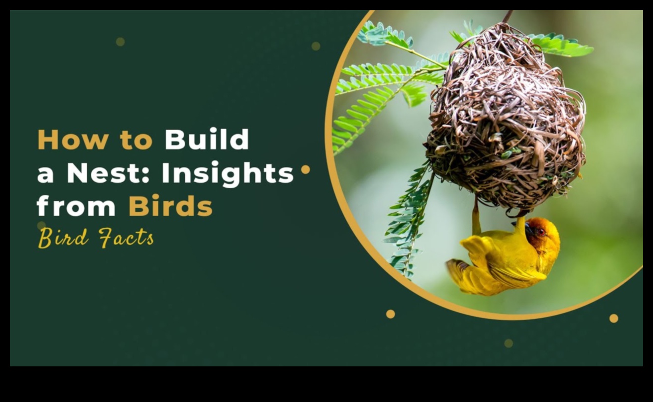 Nesting Know-How: Insights για την κατασκευή φωλιάς πουλιών