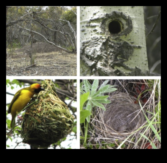 Nesting Know-How: Insights για την κατασκευή φωλιάς πουλιών