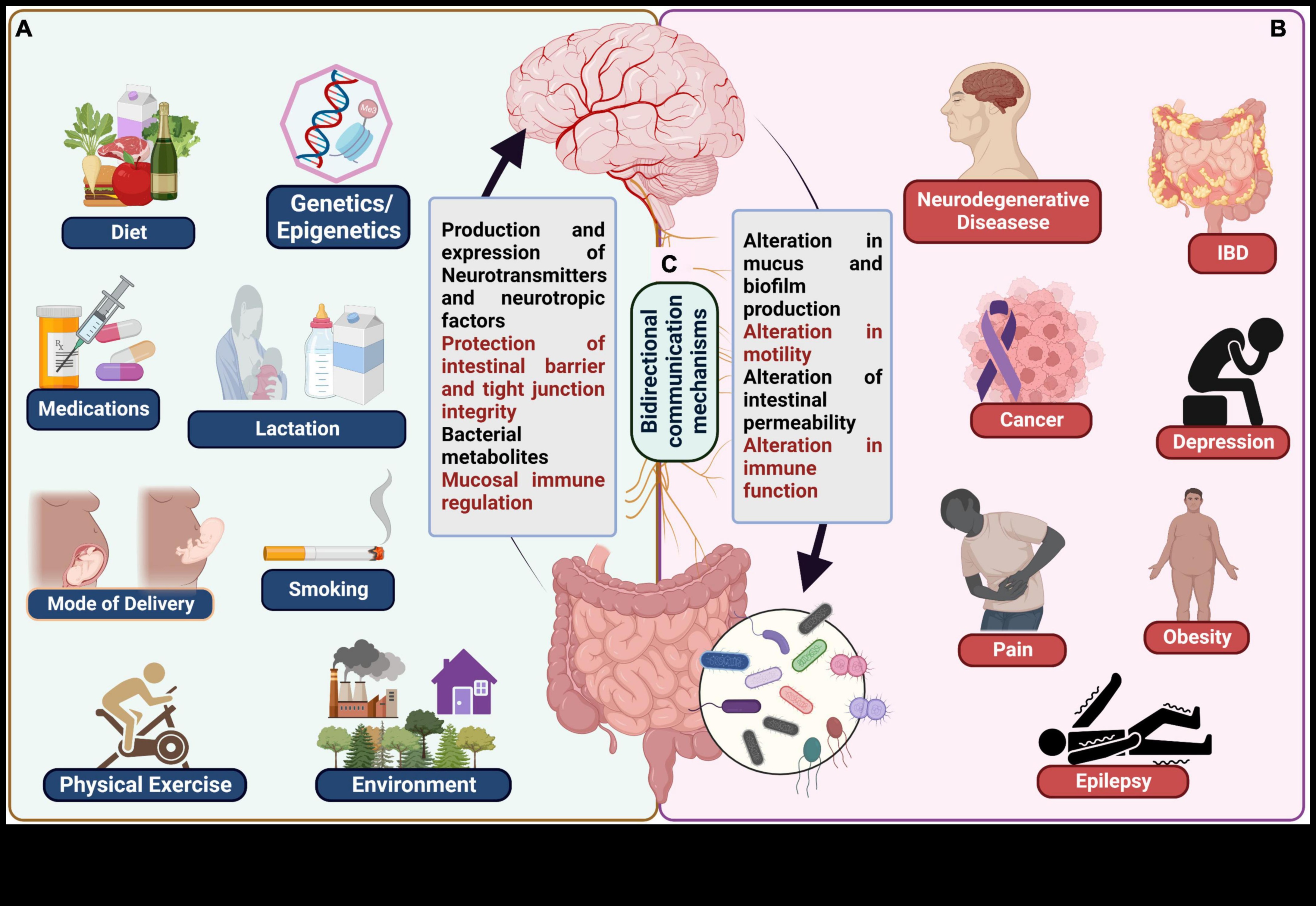 Δίαιτες υψηλής περιεκτικότητας σε πρωτεΐνες και ο άξονας εντέρου-εγκεφάλου: Μια αμφίδρομη επικοινωνία