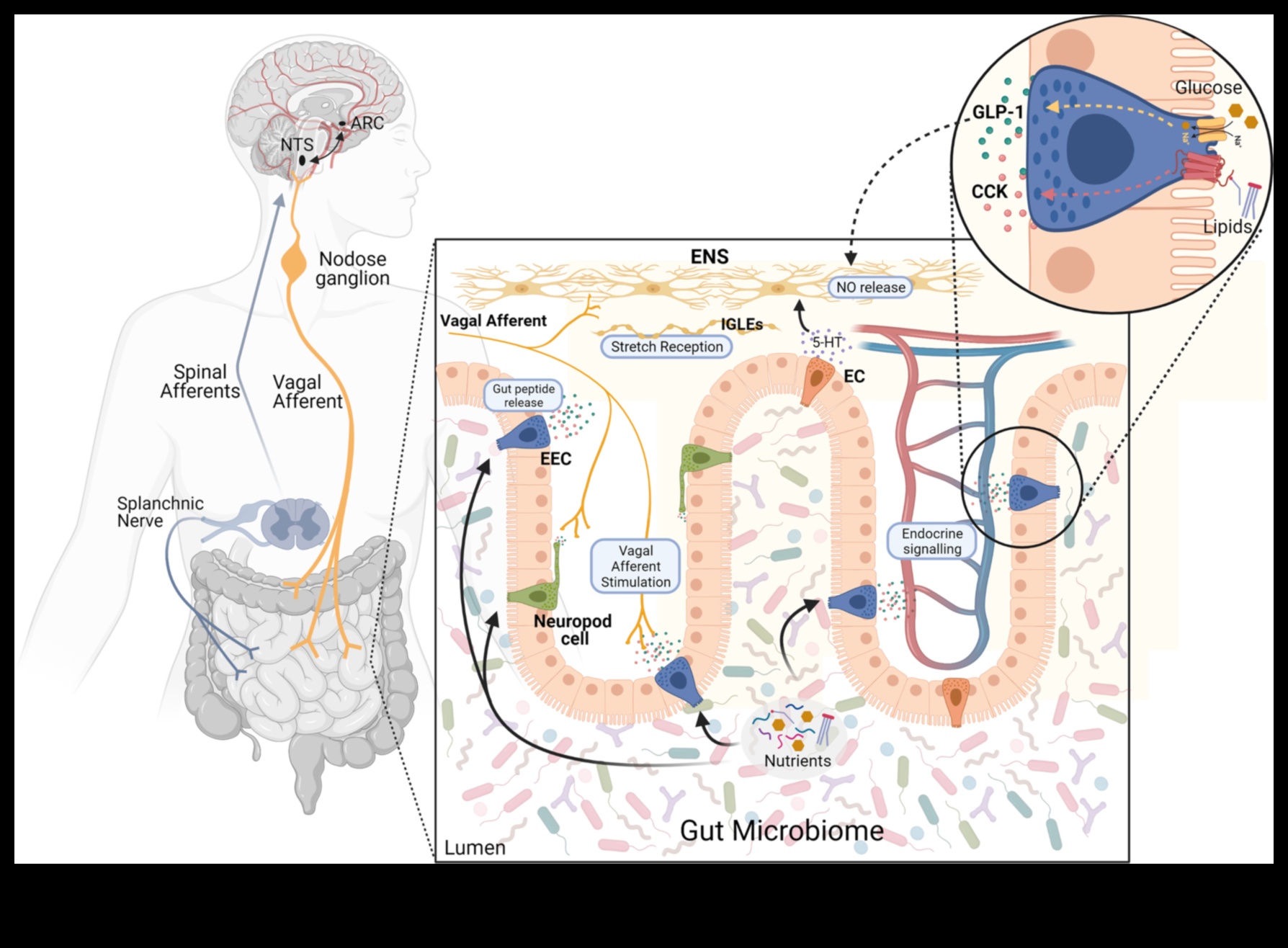 Δίαιτες υψηλής περιεκτικότητας σε πρωτεΐνες και ο άξονας εντέρου-εγκεφάλου: Μια αμφίδρομη επικοινωνία