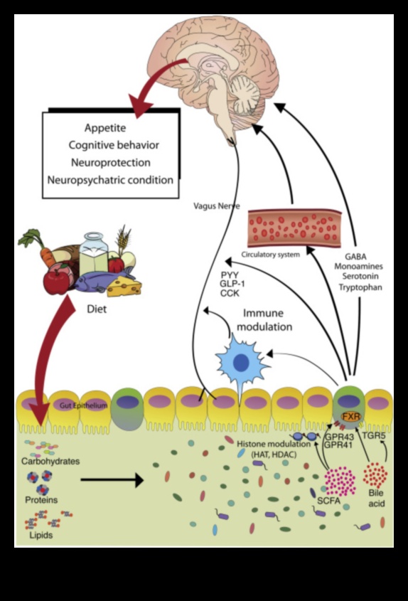 Δίαιτες υψηλής περιεκτικότητας σε πρωτεΐνες και ο άξονας εντέρου-εγκεφάλου: Μια αμφίδρομη επικοινωνία
