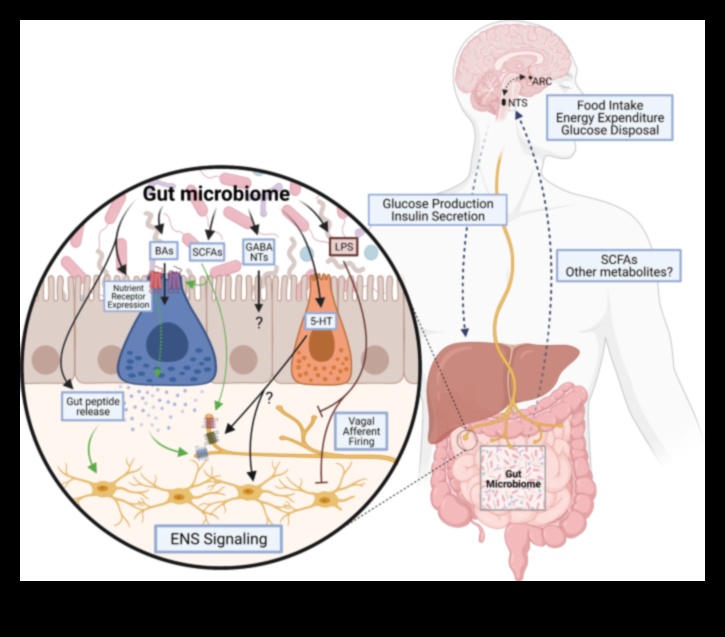 Δίαιτες υψηλής περιεκτικότητας σε πρωτεΐνες και ο άξονας εντέρου-εγκεφάλου: Μια αμφίδρομη επικοινωνία