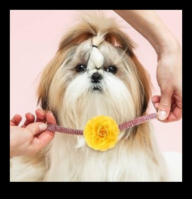 Συλλογή Canine Charm: Growing Your Dog's Chic Collar Assortment