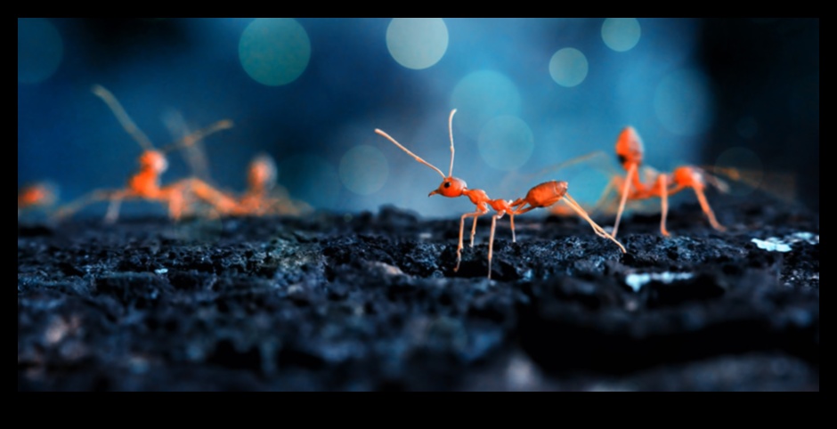 The Art of Small: Η μαγευτική εξερεύνηση της μακρο φωτογραφίας