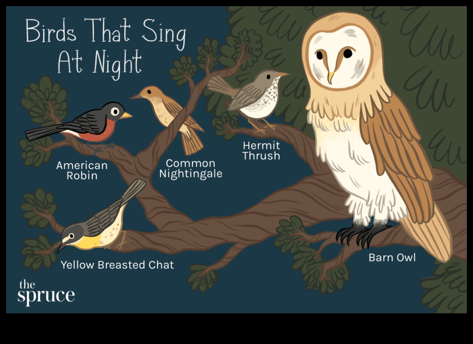 Chirp Chronicles: Bird Behavior Through the Seasons