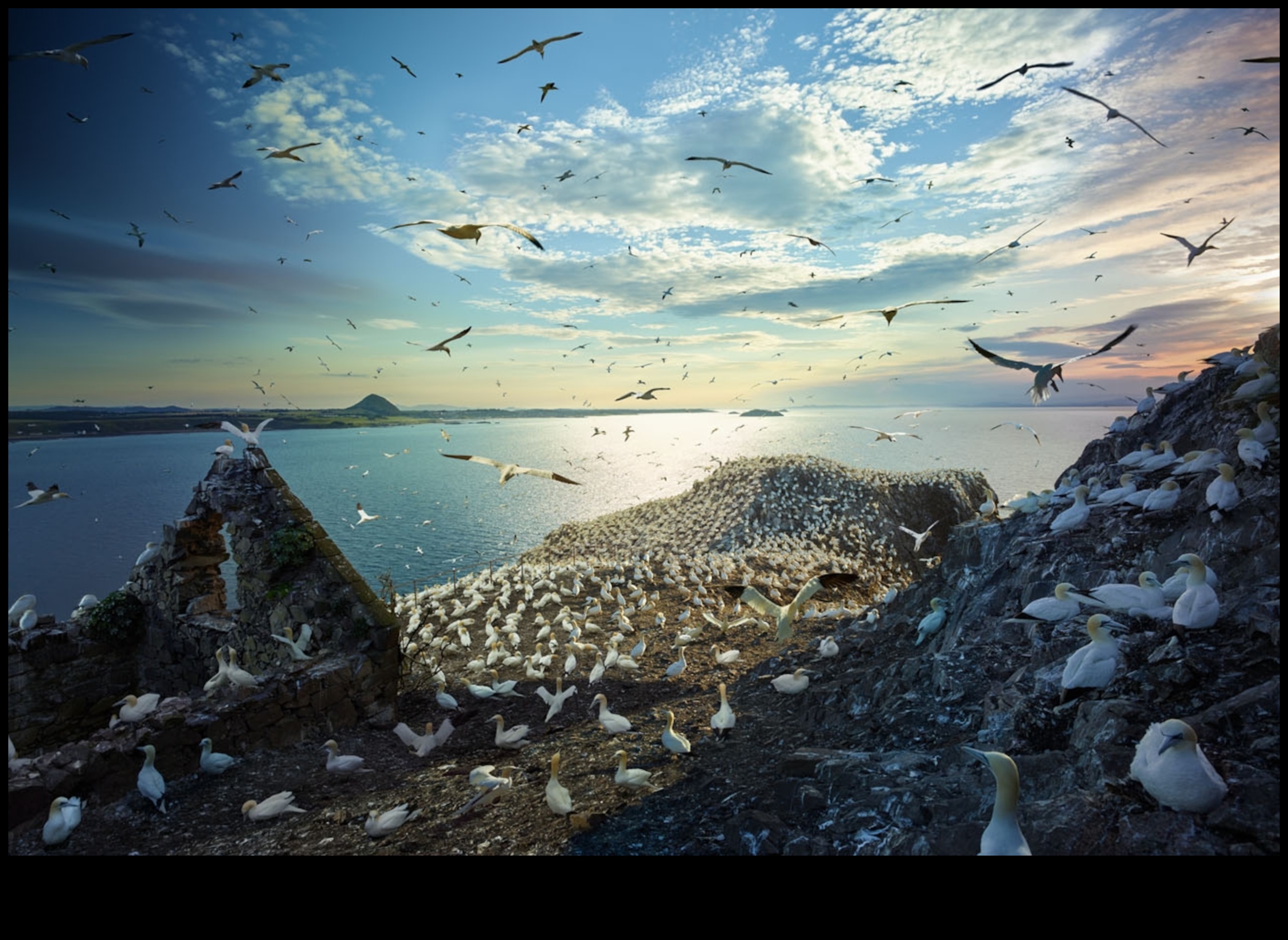 Migration Mysteries: The Incredible Journeys of Migration Birds