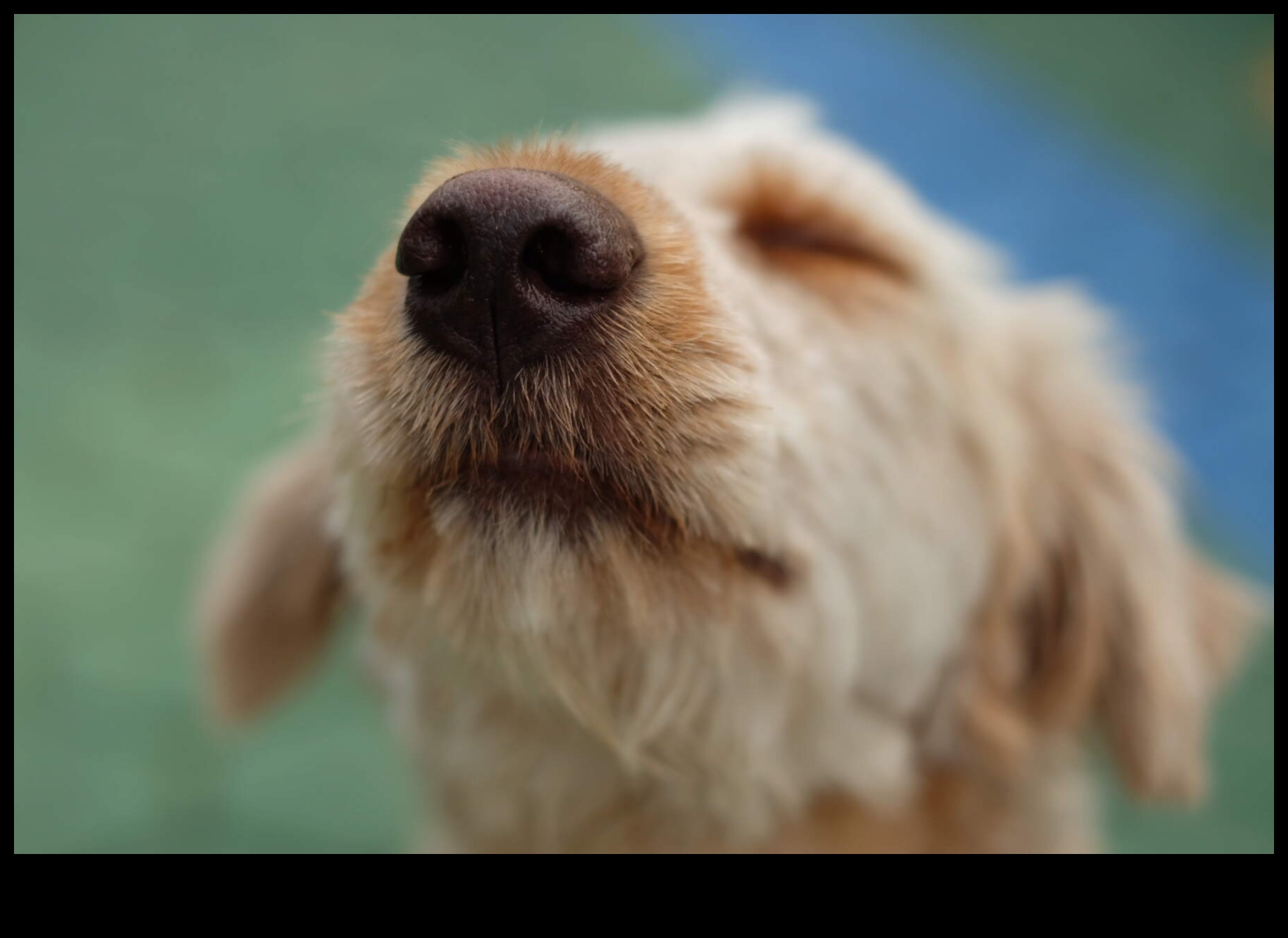 The Science of Sniffing: Κατανόηση της όσφρησης ενός σκύλου