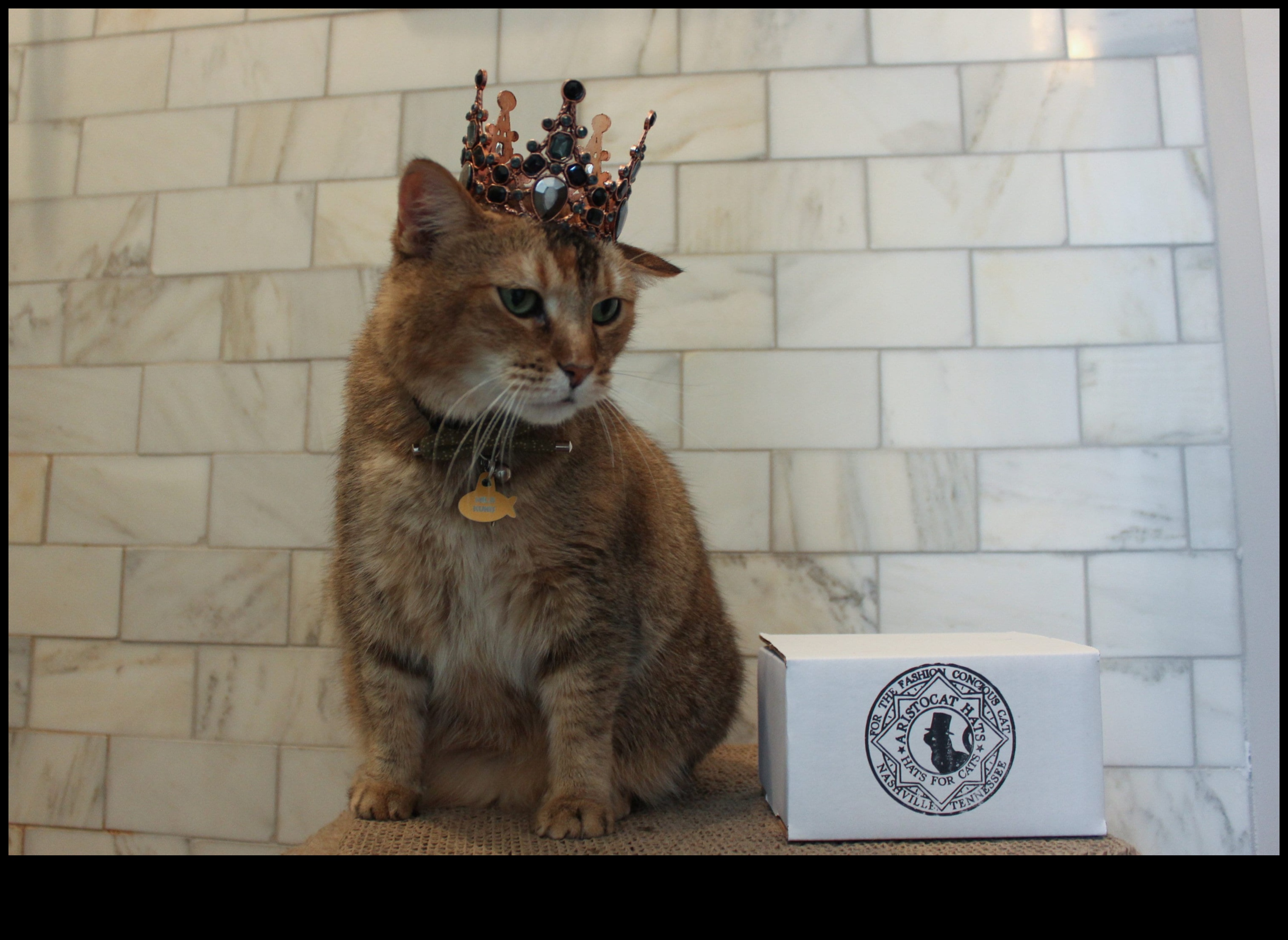 Cat Crown Jewels Continued Your Feline's Regal Gardrobe, Level Up 2 Cat Crown Jewels Continue: Expanding Your Feline's Regal Gardrobe