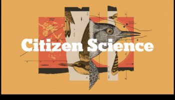 Chirp Chronicles: Bird Behavior Through the Seasons