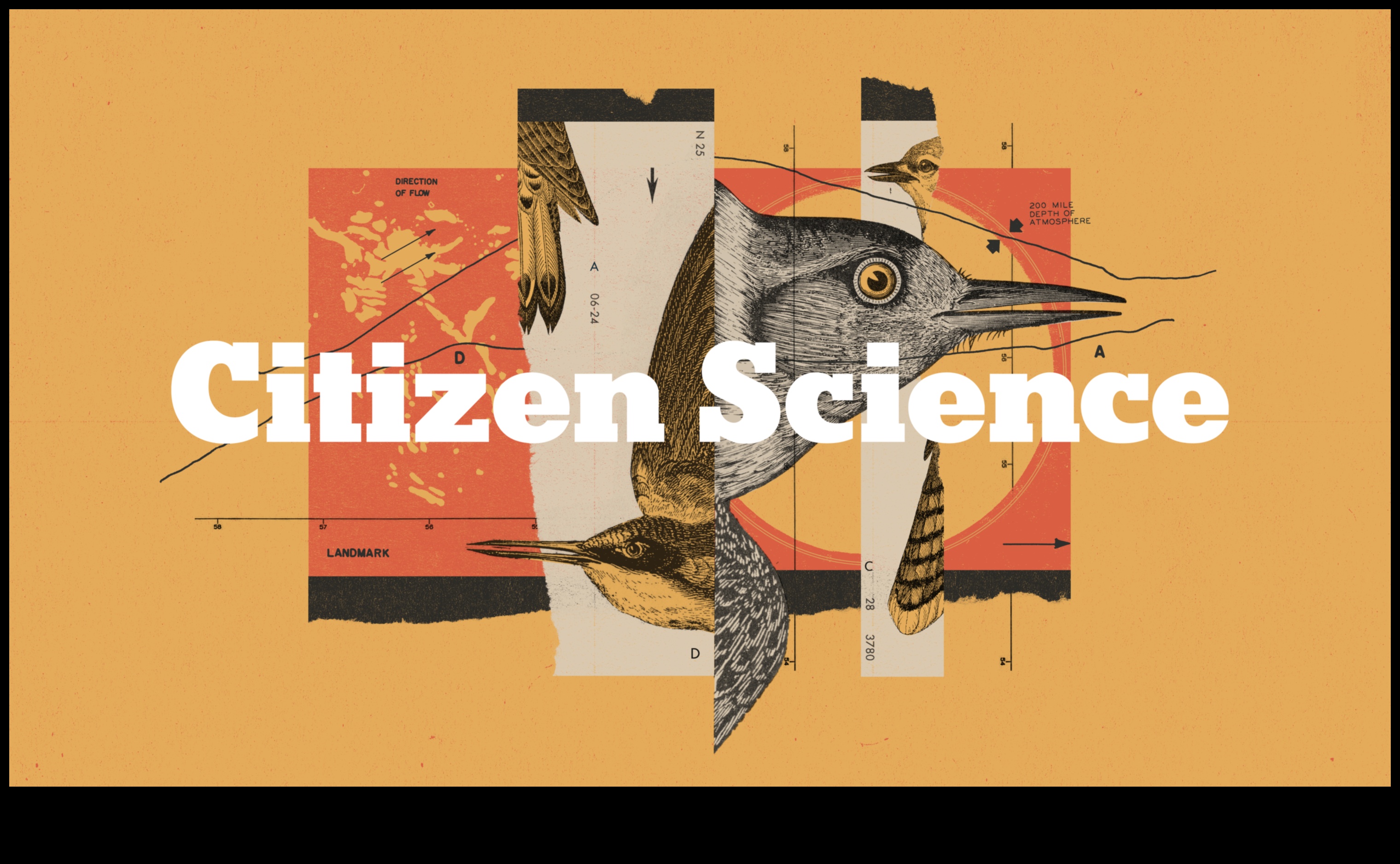 Chirp Chronicles: Bird Behavior Through the Seasons