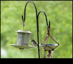 DIY Birding: Δημιουργία σπιτικών ταΐστρων και προσέλκυση τοπικών πτηνών