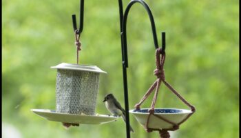 DIY Birding: Δημιουργία σπιτικών ταΐστρων και προσέλκυση τοπικών πτηνών