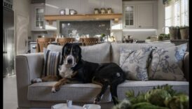 Doggy Decor: Κομψές συμβουλές διακόσμησης εσωτερικού χώρου για σπίτια φιλικά προς τα κατοικίδια
