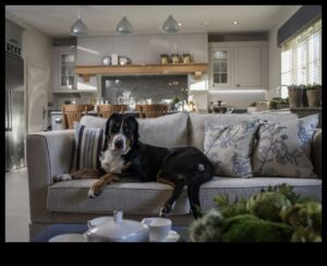 Doggy Decor: Κομψές συμβουλές διακόσμησης εσωτερικού χώρου για σπίτια φιλικά προς τα κατοικίδια