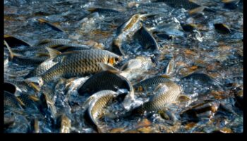 Fish Conservation Chronicles Continued: Success Stories in Protection