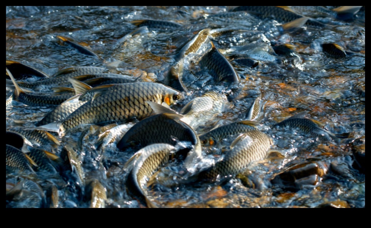 Fish Conservation Chronicles Continued: Success Stories in Protection