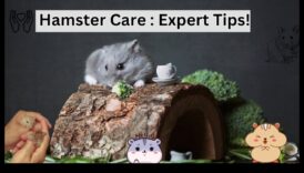 Hamster Haven: Δημιουργώντας το τέλειο σπίτι για τον γούνινο φίλο σας