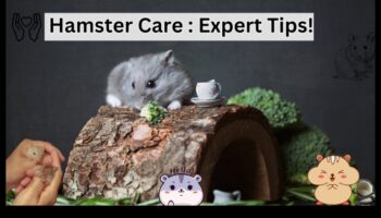 Hamster Haven: Δημιουργώντας το τέλειο σπίτι για τον γούνινο φίλο σας