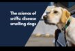 The Science of Sniffing: Κατανόηση της όσφρησης ενός σκύλου