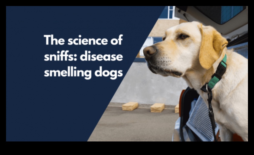 The Science of Sniffing: Κατανόηση της όσφρησης ενός σκύλου