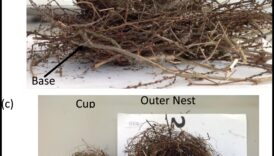 Nesting Know-How: Insights για την κατασκευή φωλιάς πουλιών