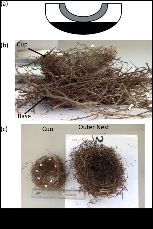 Nesting Know-How: Insights για την κατασκευή φωλιάς πουλιών