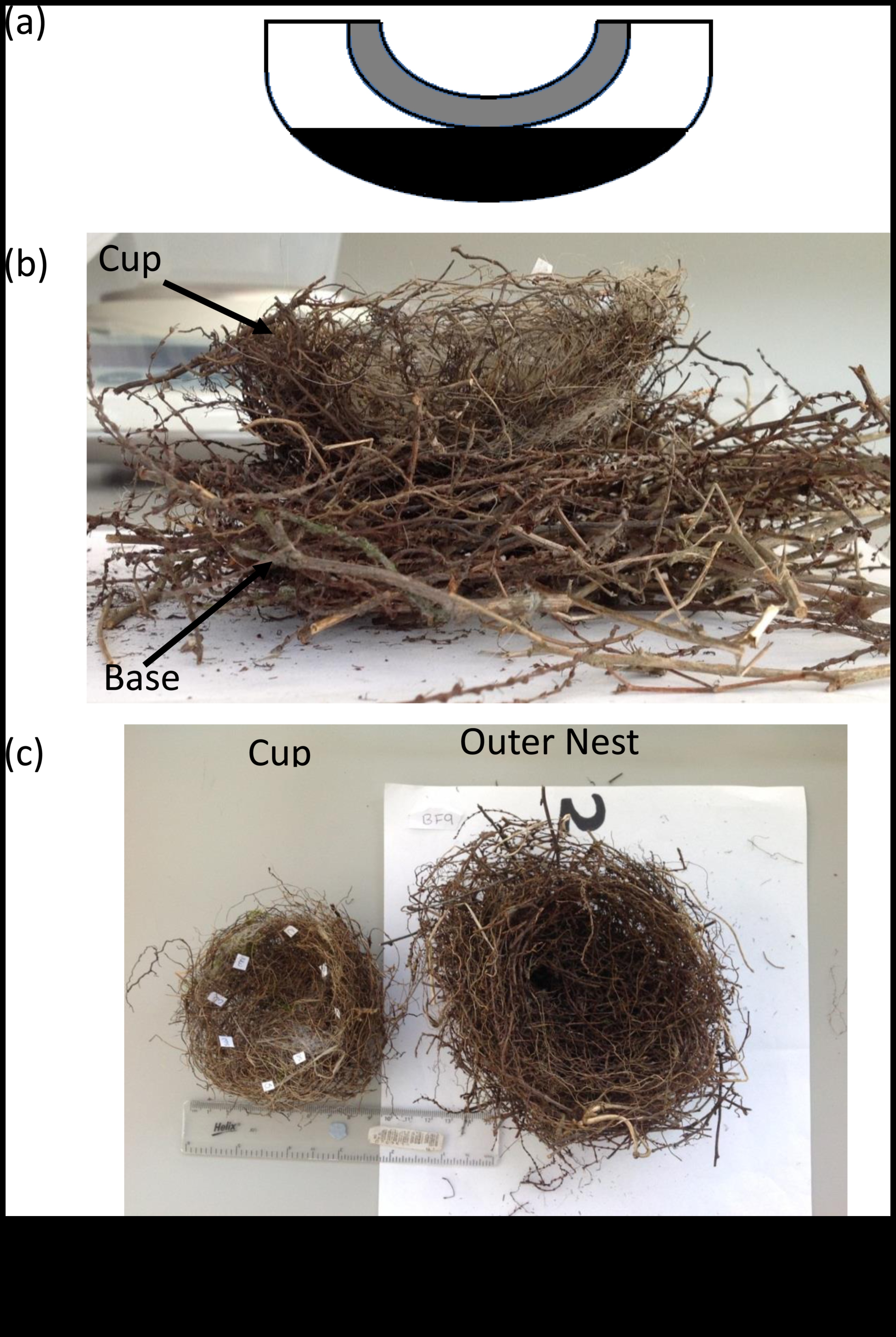 Nesting Know-How: Insights για την κατασκευή φωλιάς πουλιών