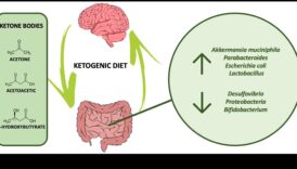Δίαιτες υψηλής περιεκτικότητας σε πρωτεΐνες και ο άξονας εντέρου-εγκεφάλου: Μια αμφίδρομη επικοινωνία