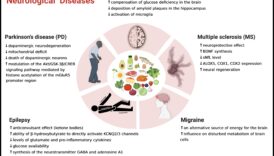 Κέτο και αυτοάνοσες καταστάσεις: Εξερεύνηση συνδέσμων