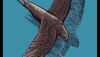 Migration Mysteries: The Incredible Journeys of Migration Birds