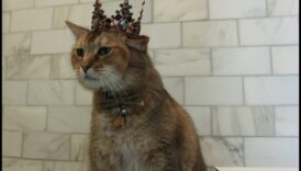 Cat Crown Jewels Continue: Expanding Your Feline's Regal Gardrobe