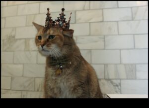 Cat Crown Jewels Continue: Expanding Your Feline's Regal Gardrobe