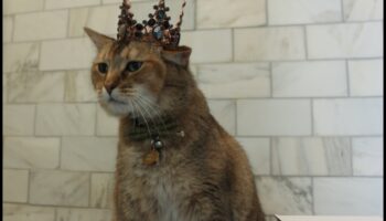 Cat Crown Jewels Continue: Expanding Your Feline's Regal Gardrobe