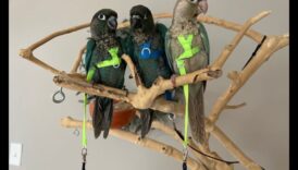 Parrot Playdates: Nurturing Social Interaction for Pet Birds
